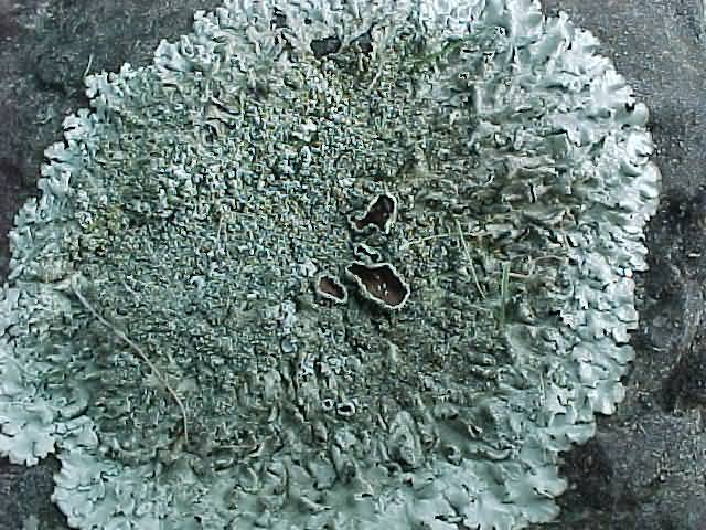 Lichenes (Lumut Kerak) ~ AKTIFITAS ILMU PENGETAHUAN ALAM