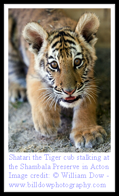 Bengal Tiger
