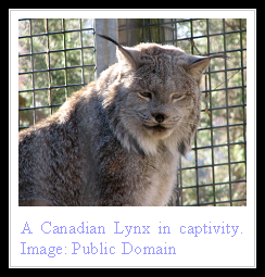 Canadian Lynx