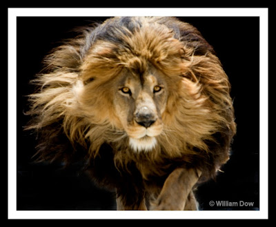 male lion