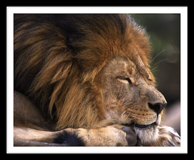 male lion