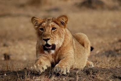 Asiatic Lion