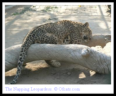 [Napping+Leopardess.PNG]