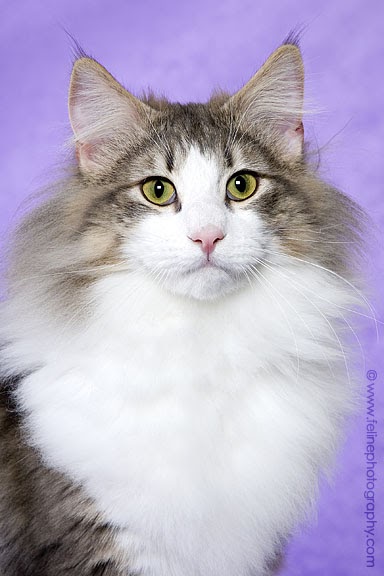 Siberian cat and kitten colours Of Cats: Norwegian Forest Cat