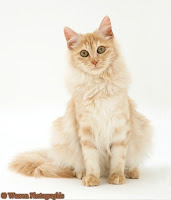 Turkish Angora