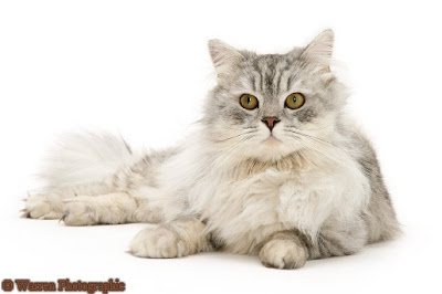Persian
