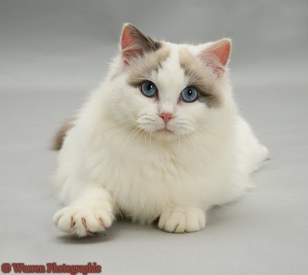 adoring ragdolls