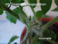 زراعه الطماطم والفلف الرومى فى المنزل Picasa+3+272011+20940+PM.bmp
