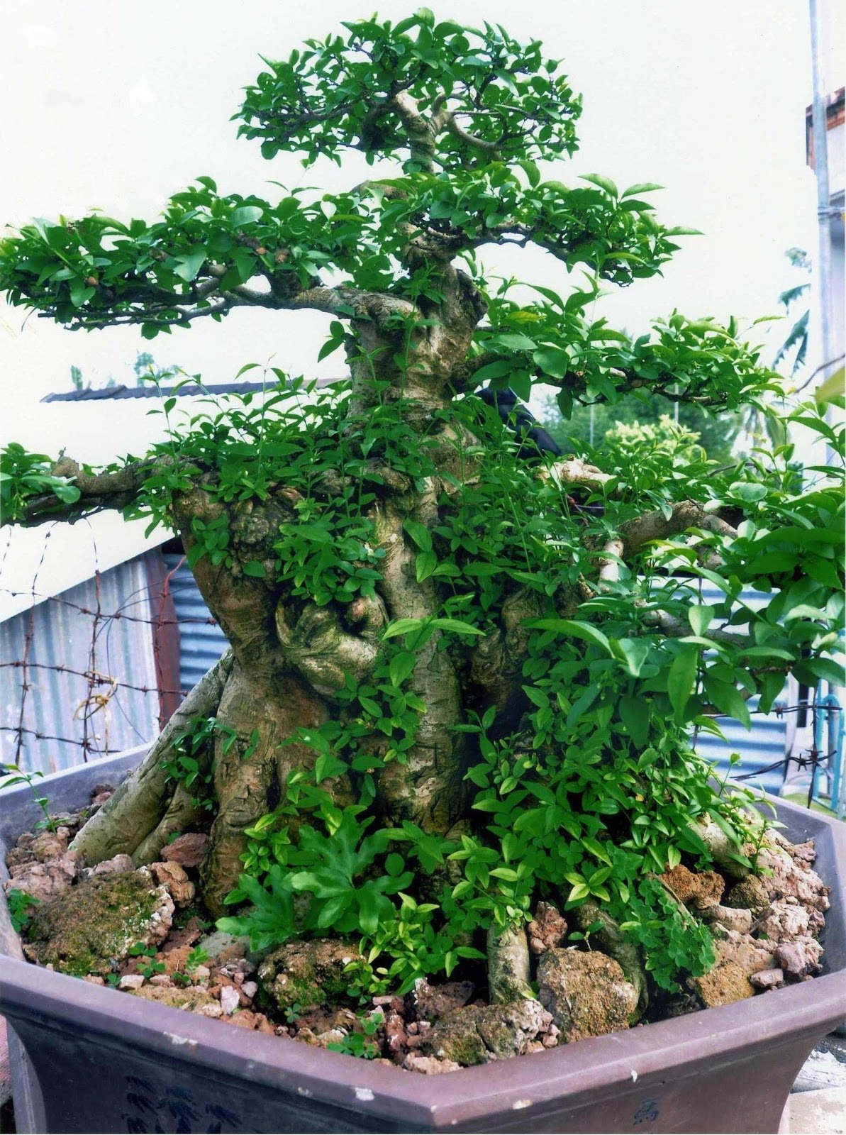 Mai Co Thu