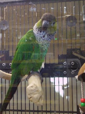 Oscar Bird