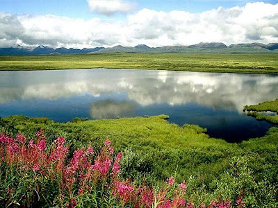 Green Nature Wallpaper