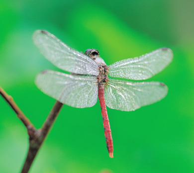 [gtotem_dragonfly.jpg]