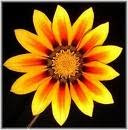 Mein Tausch-und Flohmarktblog