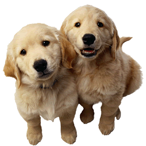 Pets Smart Pets Smart