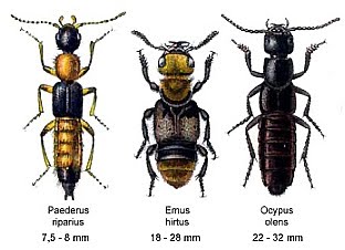 [rove-beetles-8040.jpg]