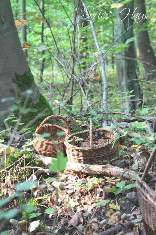 [waldspaziergang2+Kopie.jpg]