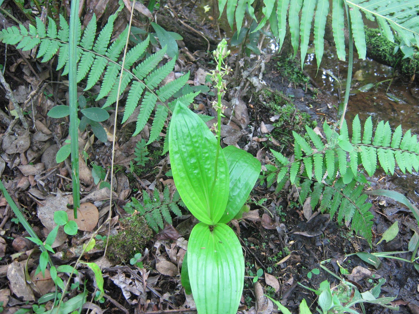Orquídeas de Misiones Liparis nervosa (Thunb.) Lindl.