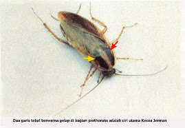 Blattella germanica, German Cockroach