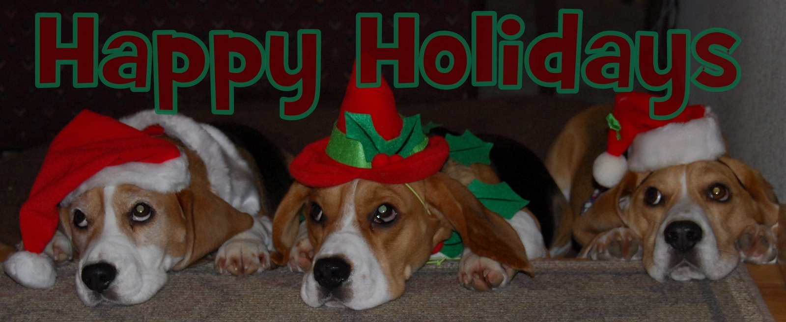 [DSC_2652+Holiday+Beagles.JPG]