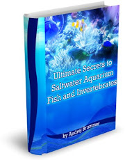 Easy Scientific Secrets To Saltwater Aquarium