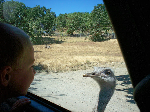 D. and the emu