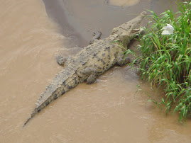 My new 16 foot friend in Costa Rica