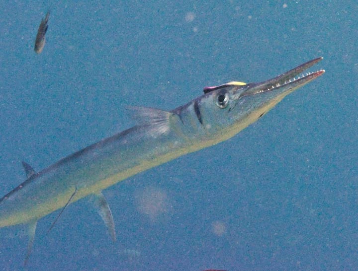 A Kona Hawaii Scuba Diver blabbers on: Crocodile Needlefish (Tylosurus  crocodilus)...