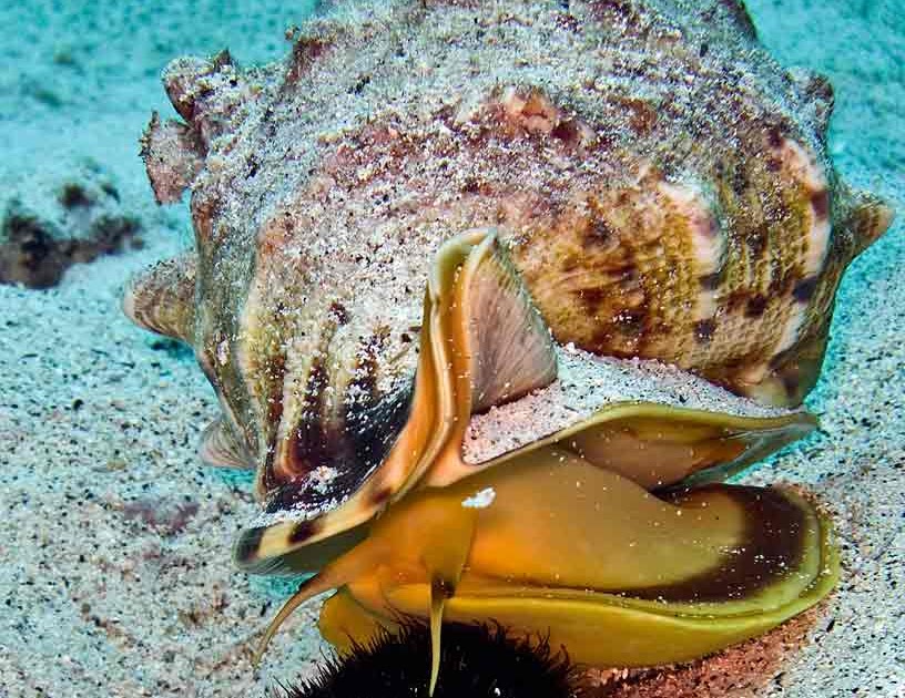 A Kona Hawaii Scuba Diver blabbers on Horned helmet snails of Hawaii.....