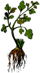[weed.gif]