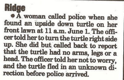 [turtle_bits.jpg]