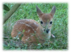 Fauna Nativa