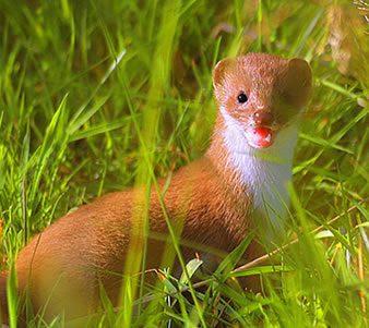 A Wiesel
