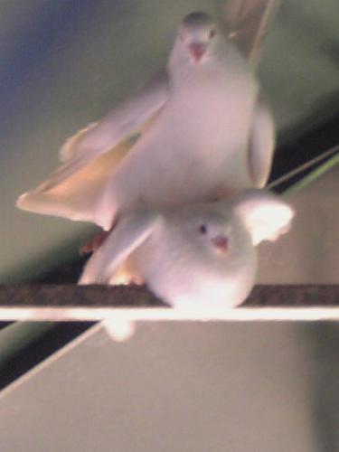 [assim_acaba_JPJunior.JPG]