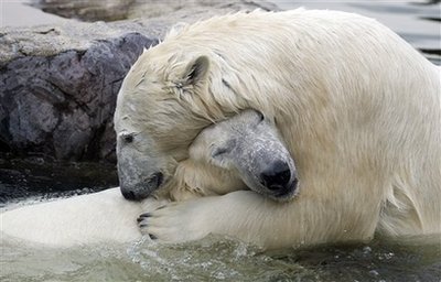 [capt.42513383f8d741ff82e156da9fd4ee7f.aptopix_eu_germany_polar_bears_mme101.jpg]
