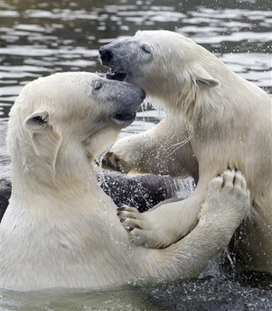 [capt.0f0773b9d81f43f5b753f5e1fdf24d14.eu_germany_polar_bears_mme105.jpg]