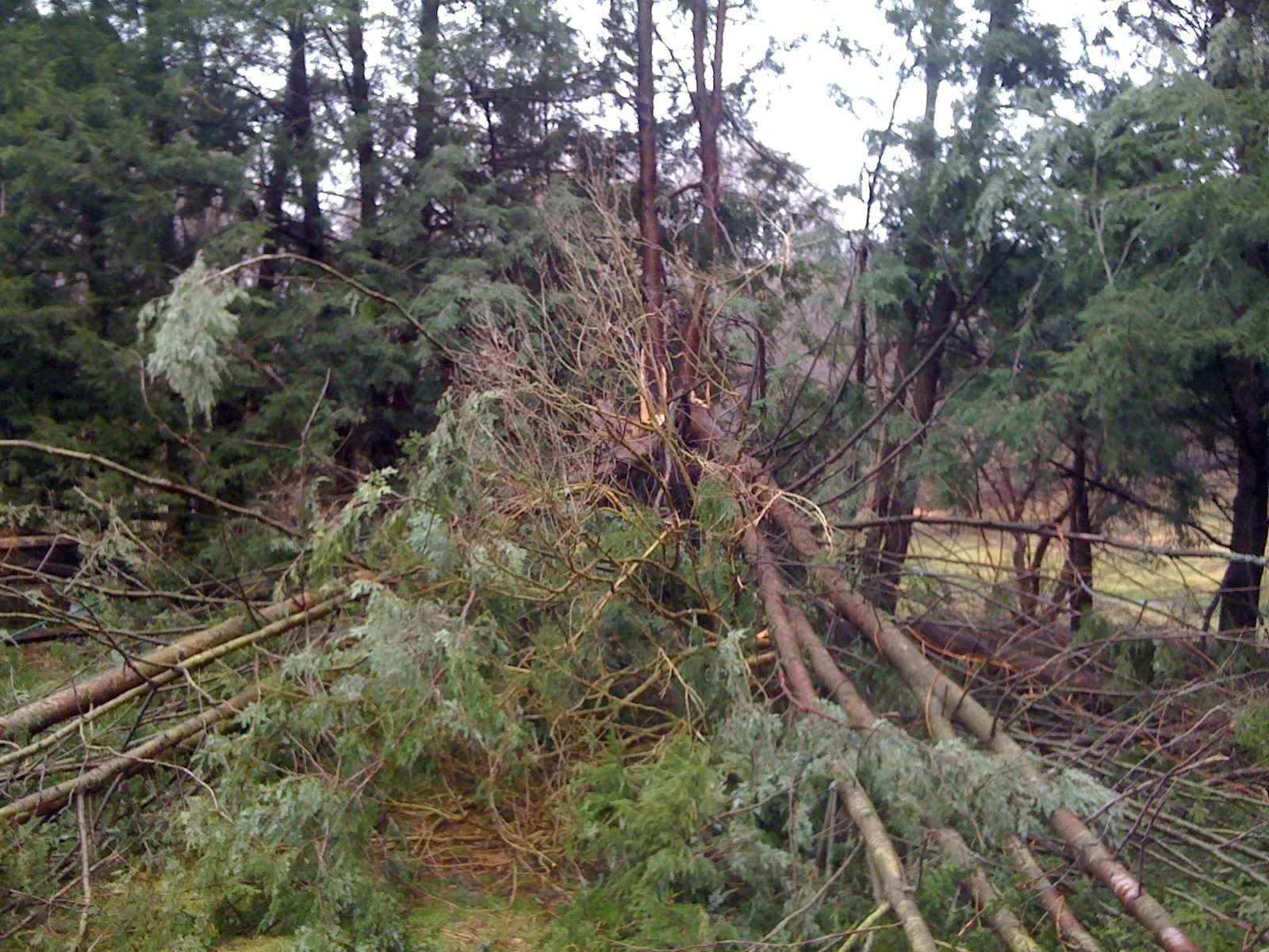 [TreeDown002.JPG]
