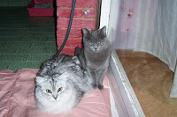 Adopta Te Necesitan En Adopcion Barcelona Gatos Persa Chinchilla Y Azul Ruso