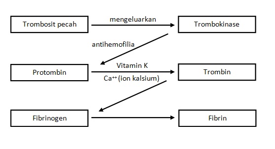 PENYAKIT atau KELAINAN pada SISTEM PEREDARAN DARAH | Here I Am