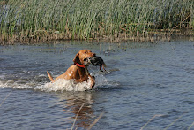 Duck Retriever