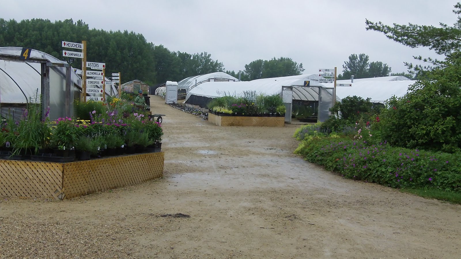 Cheesehead Gardening Garden Road Trip Flower Factory & Stonewall Nursery