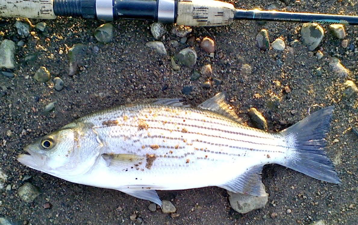 FishnDave August 2010