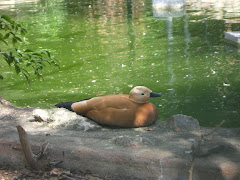 A BIrd in Mysore Zoo