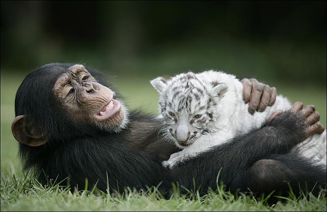 [macaco+11.JPG]
