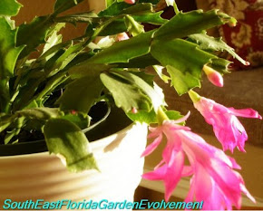 Christmas Cactus