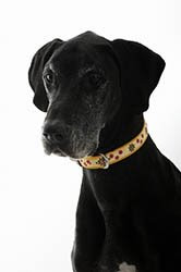 perrito clinicas veterinarias accesorios perros