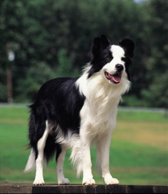How To Get Your Dog To Settle Down When Inside How To Get Your Dog To Settle Down When Inside