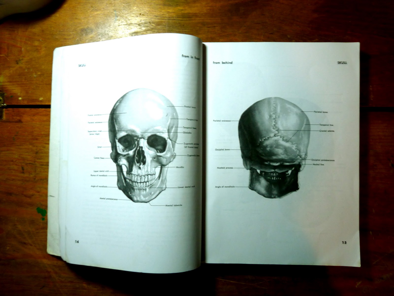 atlas of human anatomy for the artist vk