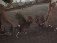 Cock fighting