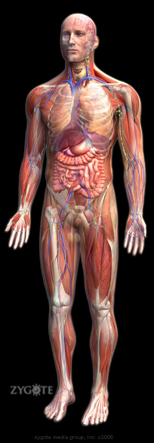 human anatomy. human body anatomy.