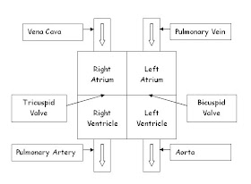 Download Igcse Notes Igcse Biology Blood And Circulation For iPhone Free Get Wallpaper Igcse Notes Igcse Biology Blood And Circulation Free HD